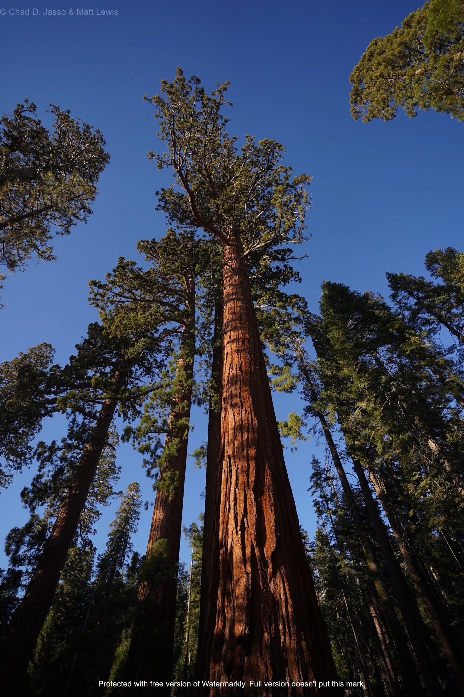 Matt at Mariposa Grove, California